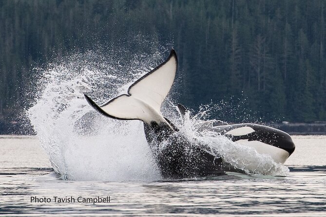 Salish Sea Whale Watching Tour in Campbell River - Four hours of searching, not a quick wildlife loop