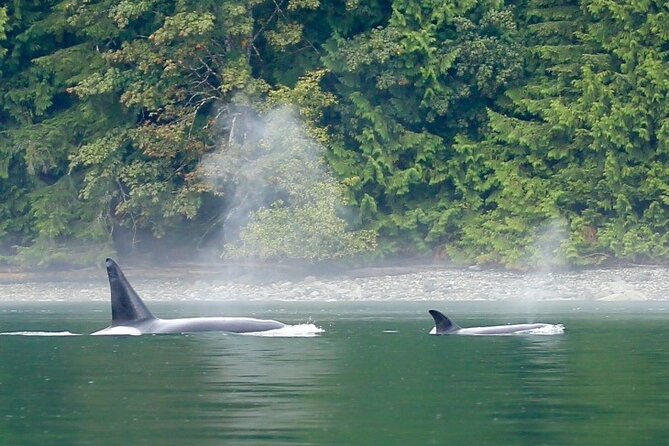 Salish Sea Whale Watching Tour in Campbell River - A possible beach landing, with no false promise