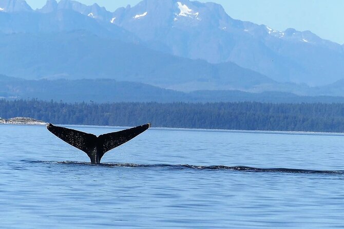 Salish Sea Whale Watching Tour in Campbell River - Is the $204.65 price fair?