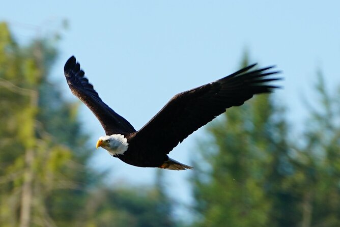 Salish Sea Whale Watching Tour in Campbell River - Who will get the most from this outing?