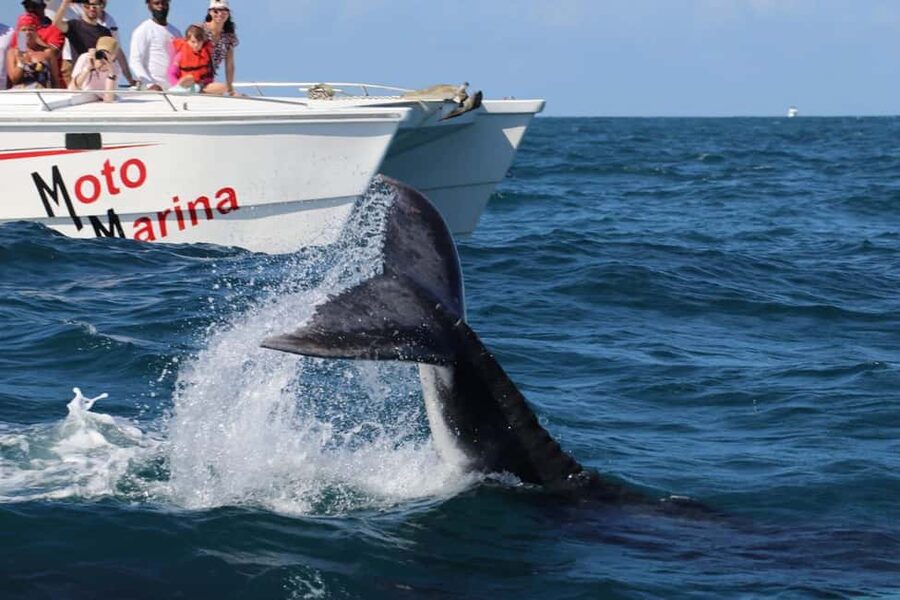 Samana: Bay of Samana Whale Watching Experience - Key points to know before you go