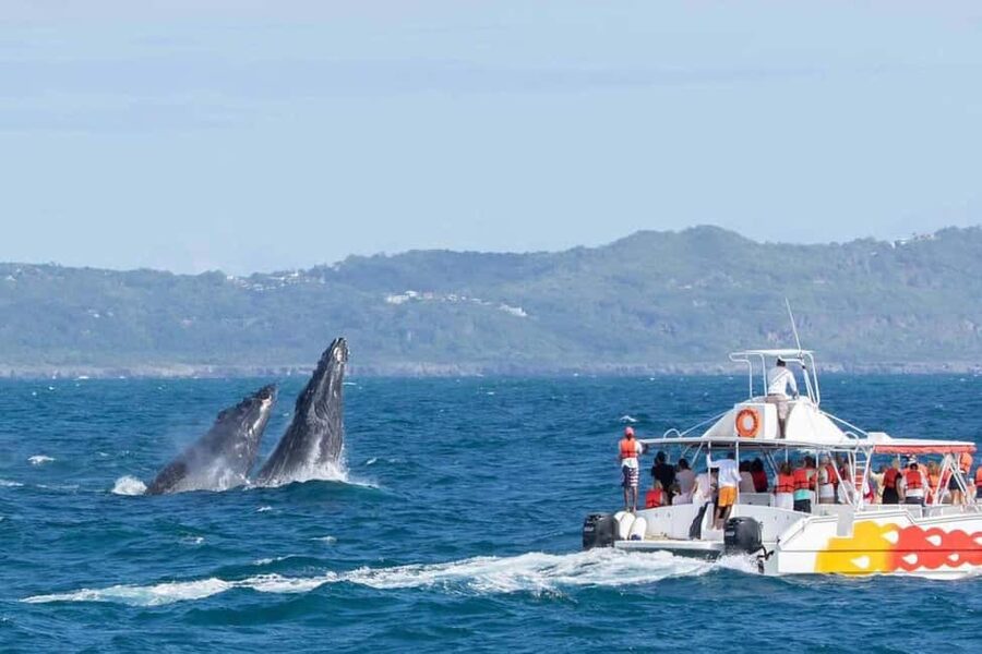 Samana: Bay of Samana Whale Watching Experience - Why Samaná Bay is the setting for this trip
