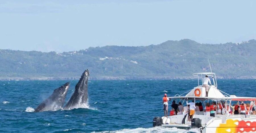 Samana: Bay of Samana Whale Watching Experience - What the guide adds to the experience