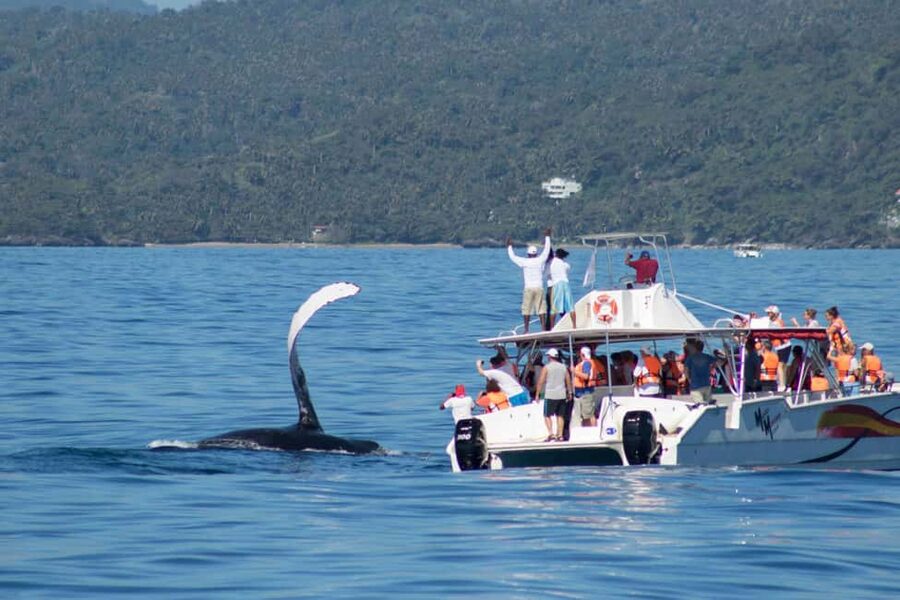 Samana: Bay of Samana Whale Watching Experience - Coconut, water, and soft drinks on board