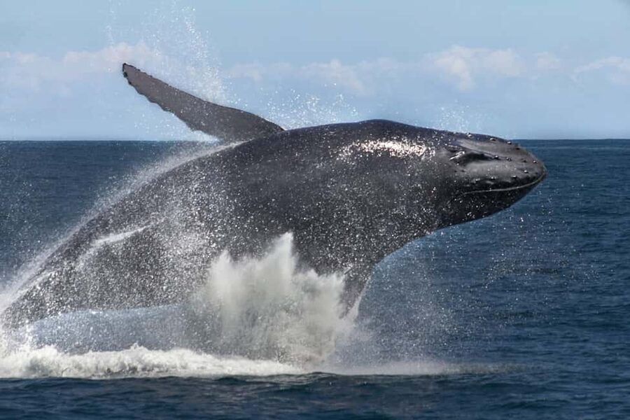 Samana: Bay of Samana Whale Watching Experience - Practical advice for making the day work