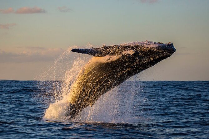 Samaná Experience Whale – The Lemon Waterfall & Bacardi Island - Key points to know before booking