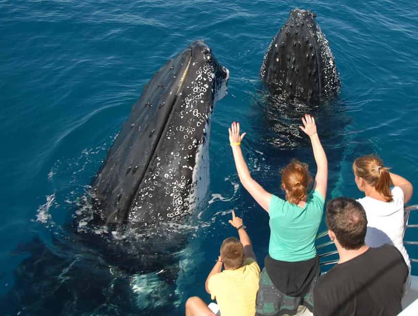 Samana: Half Day Whale Watching Humpback Whale Watching - The catamaran ride across the bay