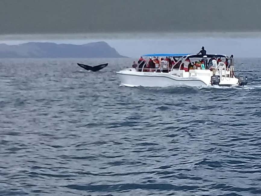 Samaná: Whale, Cayo Levantado, & Kayak in Samaná Bay Tour - Guides, languages, and how the day feels