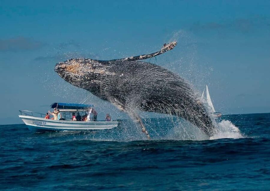 Samaná: Whale, Cayo Levantado, & Kayak in Samaná Bay Tour - Practical advice for a smoother day