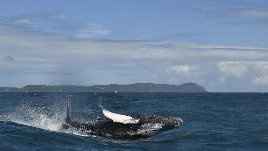 Samana Whale watching and Bacardi Island from Punta Cana - What the $122 price really covers