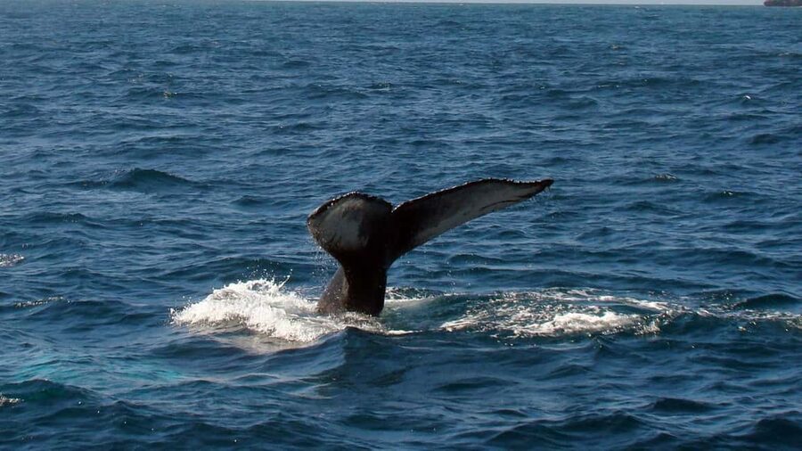 Samanà Whale Watching and Bacardi Island Tour From Bayahibe - The bus from Bayahibe to Las Cañitas