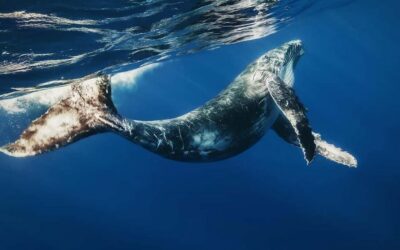 Samana: Whale Watching and Cayo Levantado Full Day Tour