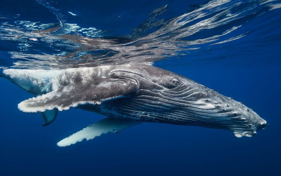 Samana: Whale Watching and Cayo Levantado Full Day Tour - Lunch, swimming, and the long island pause