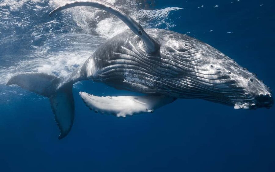 Samana: Whale Watching and Cayo Levantado Full Day Tour - Practical details that matter