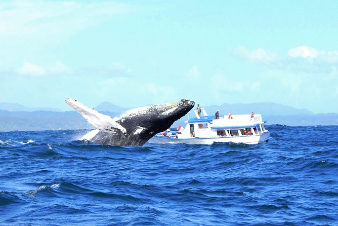 Samaná Whale Watching + Cayo Levantado (Bacardi Island). - Watching whales without losing perspective