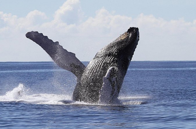 Samaná Whale Watching + Cayo Levantado (Bacardi Island). - Food choices, including vegan requests