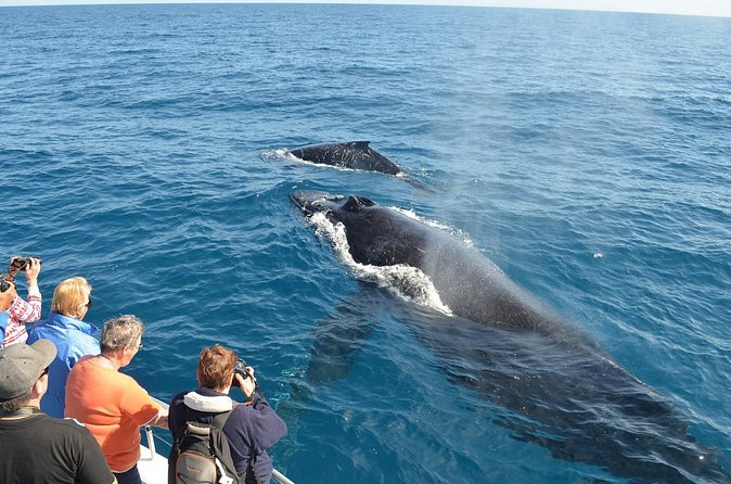 Samaná Whale Watching + Cayo Levantado (Bacardi Island). - Weather and cancellation details to weigh carefully