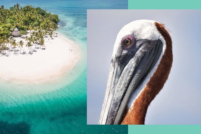 Samana Whale Watching + Cayo Levantado ( Bacardi Island) with Lunch by Locals - Why Samana Bay is the real reason to go