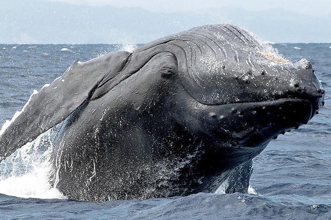 Samana Whale Watching + Cayo Levantado ( Bacardi Island) with Lunch by Locals - Cayo Levantado offers a different kind of afternoon