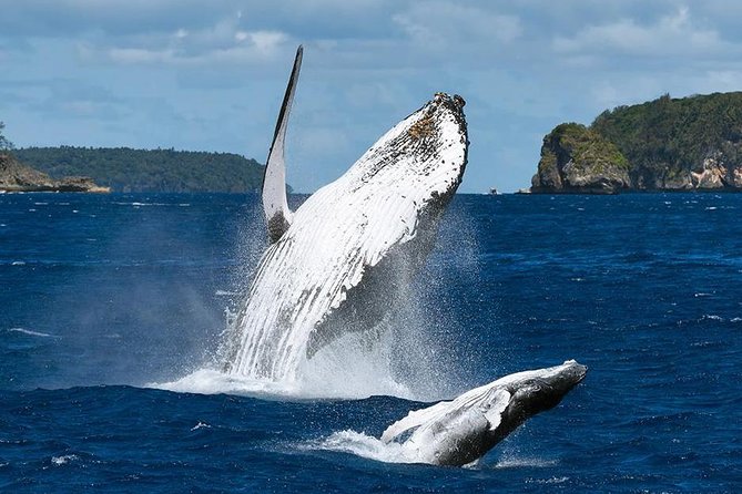 Samana Whale Watching + Cayo Levantado ( Bacardi Island) with Lunch by Locals - Is the $65 price good value?
