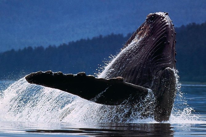 Samana Whale Watching + Cayo Levantado ( Bacardi Island) with Lunch by Locals - Pickup and meeting point details matter