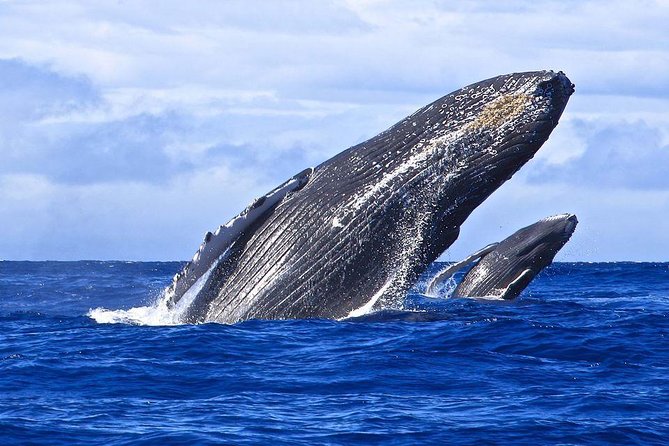 Samana Whale Watching + Cayo Levantado ( Bacardi Island) with Lunch by Locals - Weather and cancellation rules