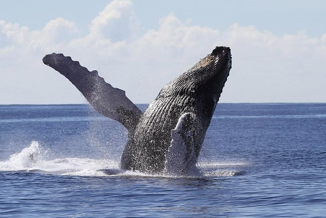Samaná Whale Watching + Cayo Levantado (Bacardi Island). - What the morning schedule looks like