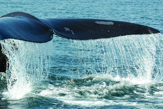Samaná Whale Watching plus Cayo Levantado Bacardi Island - Why This Samana Combination Works