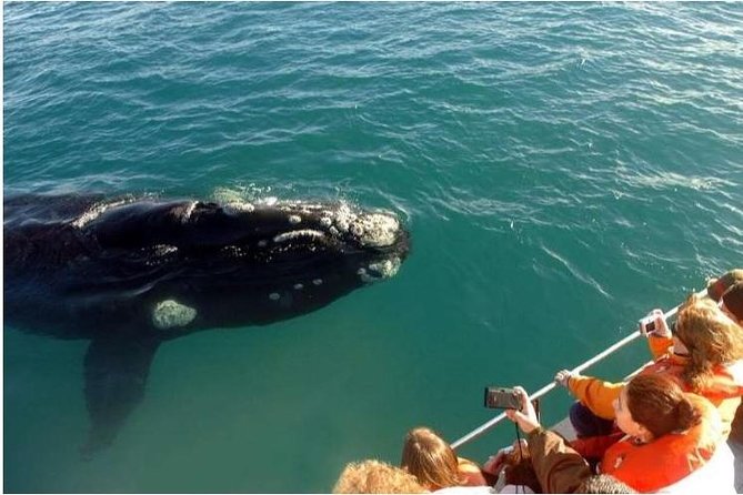 Samaná Whale Watching plus Cayo Levantado Bacardi Island - Leaving Samana Port at 8:30 am