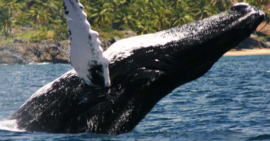 Samana: Whale Watching Tour - Leaving Samana town by fast boat