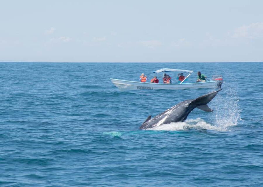 Samaná: Whale Watching Tour with Snacks - Key points to know before you book