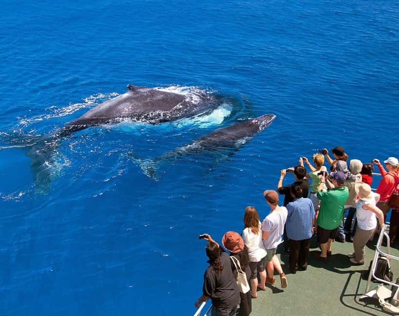Samaná: Whale Watching Tour with Snacks - Why Samaná Bay is such a special whale-watching setting