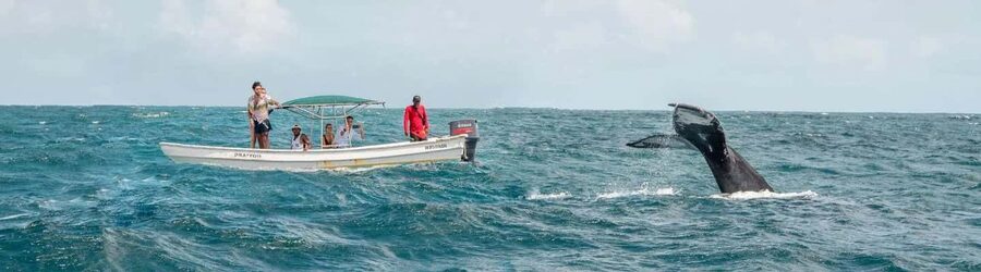 Samaná: Whale Watching Tour with Snacks - Crossing the bay toward the Marine Mammal Sanctuary