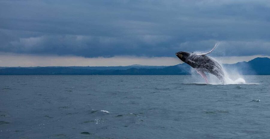 Samaná: Whale Watching Tour with Snacks - Meeting at the dock for a 9:30 AM departure