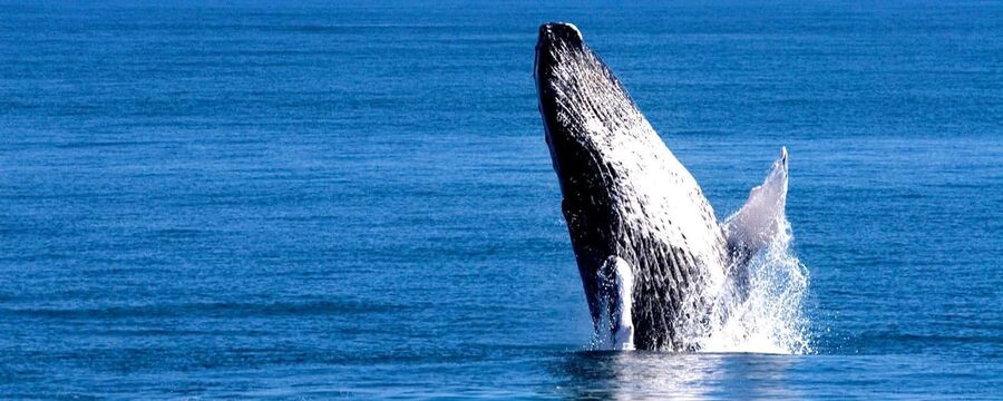 Samana: Whale Watching Tour - The early road trip from Puerto Plata, Sosua, or Cabarete