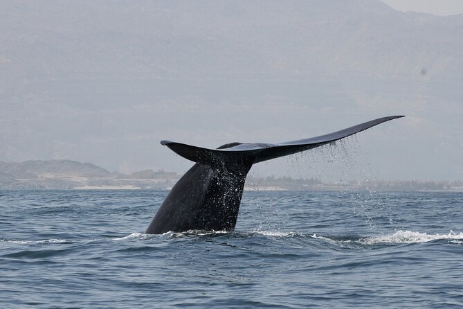 Samaná Whale Watching, waterfall & Cayo Levantado Adventure - Why Samana Makes a Worthwhile Escape from Punta Cana