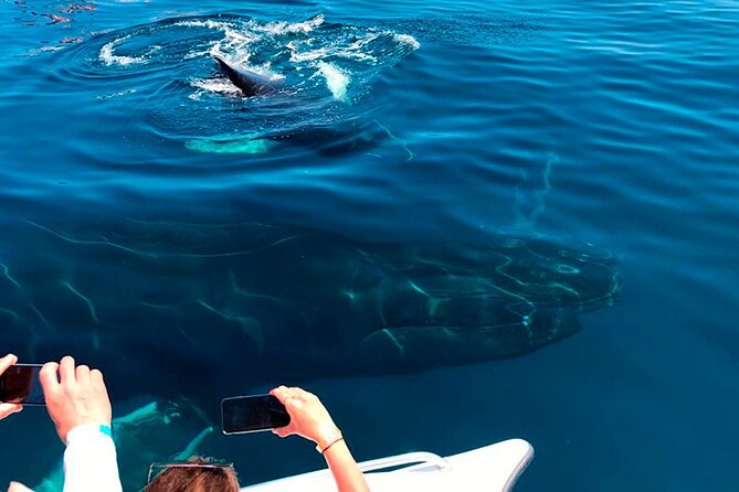 Samaná Whale Watching, waterfall & Cayo Levantado Adventure - How the Timing and Group Size Shape the Day