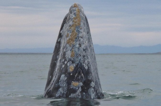 San Diego: 3 Hour Whale Watching Cruise - Crew commentary and natural history volunteers