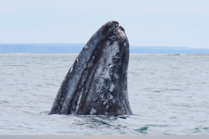 San Diego: 3 Hour Whale Watching Cruise - Comfort, crowds, and where to stand