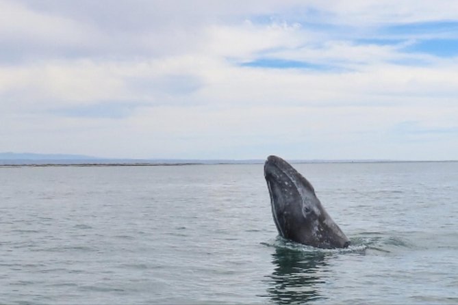 San Diego: 3 Hour Whale Watching Cruise - Is $34 a good value?