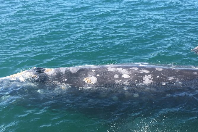 San Diego: 3 Hour Whale Watching Cruise - Dolphins, sea lions, and birds fill the gaps