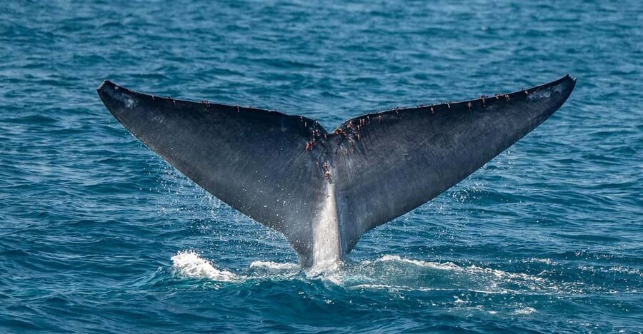 San Diego: Dolphin and Whale-Watching Sunset Cruise - Key points to know before you book