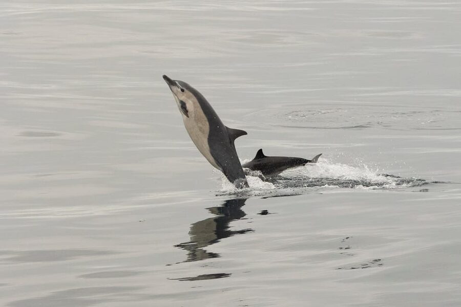 San Diego: Dolphin and Whale-Watching Sunset Cruise - Leaving the harbor for a Pacific wildlife search
