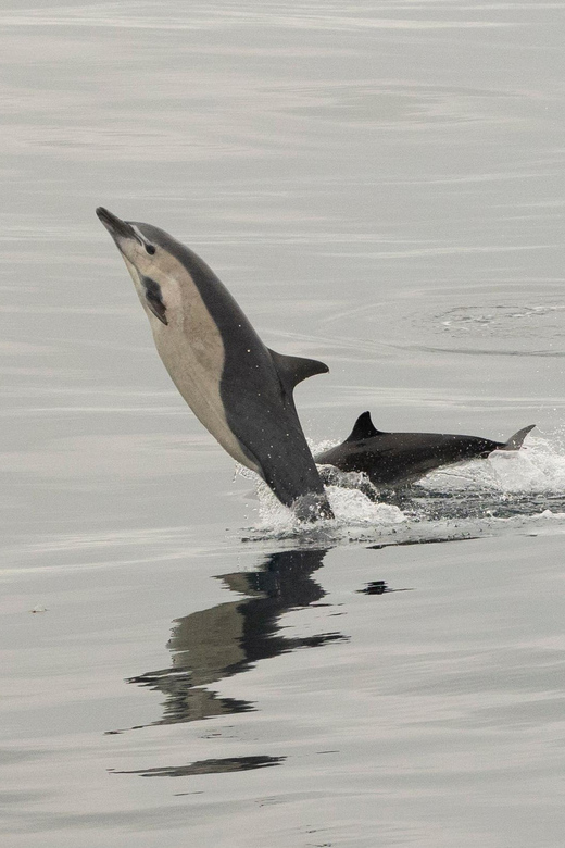San Diego: Dolphin and Whale-Watching Sunset Cruise - Sea lions and seabirds add variety