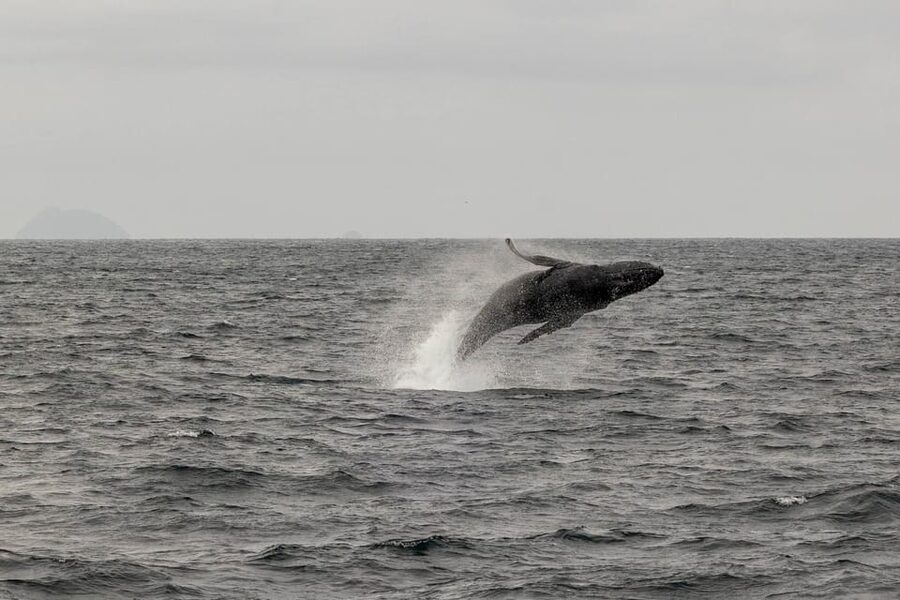 San Diego: Dolphin and Whale-Watching Sunset Cruise - The naturalist makes the wildlife easier to understand