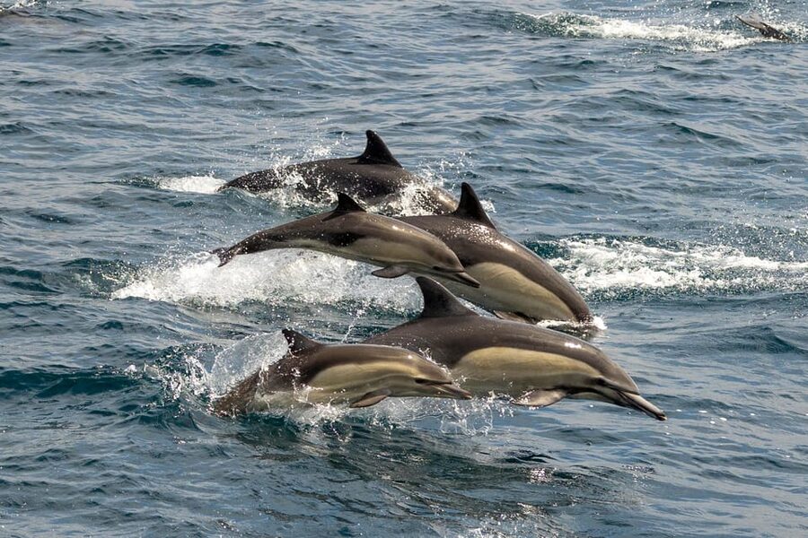 San Diego: Dolphin and Whale-Watching Sunset Cruise - Sunset turns the return ride into the finale