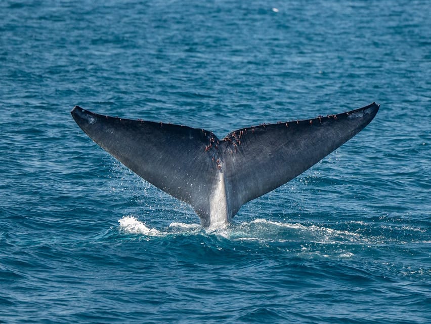 San Diego: Dolphin and Whale-Watching Sunset Cruise - Comfort, clothing, and motion on the water