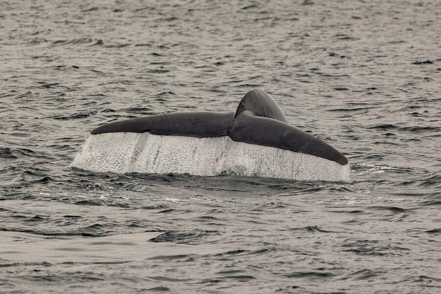 San Diego: Dolphin and Whale-Watching Sunset Cruise - Who will enjoy this cruise most