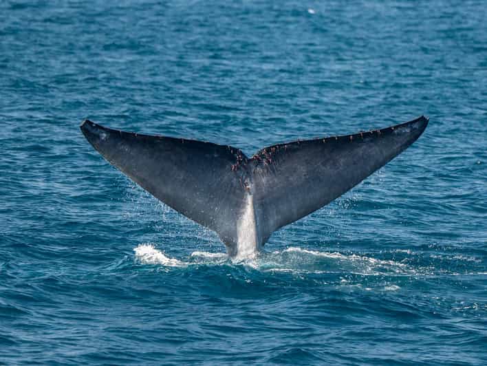 San Diego: Dolphin and Whale-Watching Sunset Cruise - Dolphins bring the quickest action