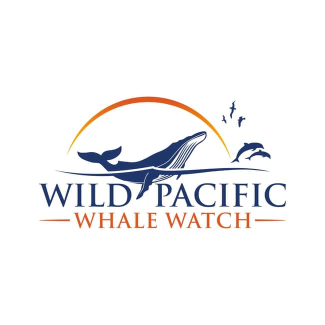 San Diego: Luxury Year-round Whale Watching & Dolphin Tour - What the 210-minute cruise is really like